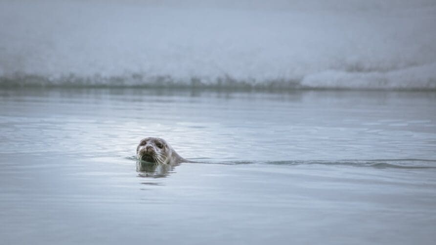 A Guide to Iceland’s Most Beautiful and Remote Nature Spots