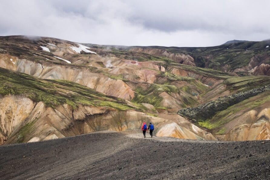 A Guide to Iceland’s Wildlife: Puffins, Whales, and More