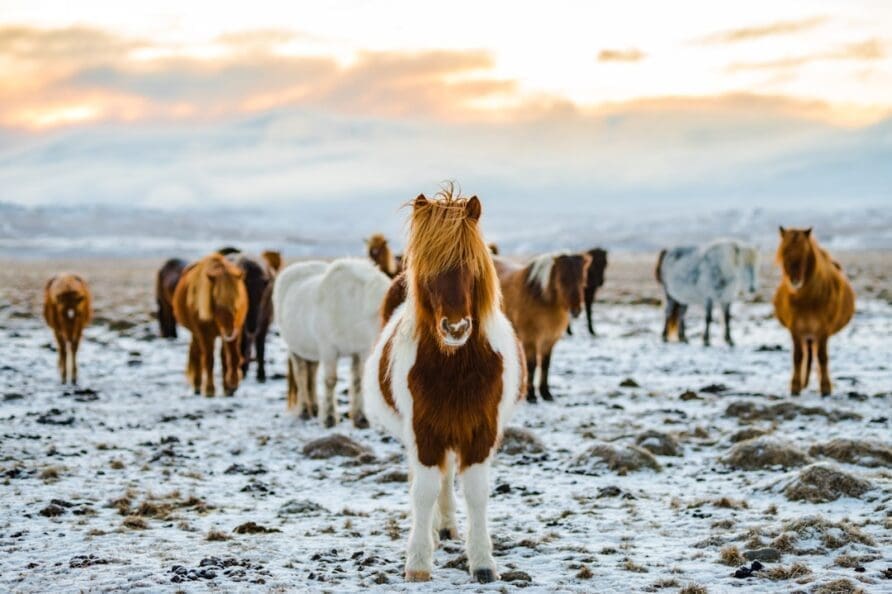 The Importance of Icelandic Horses in Borgarfjörður