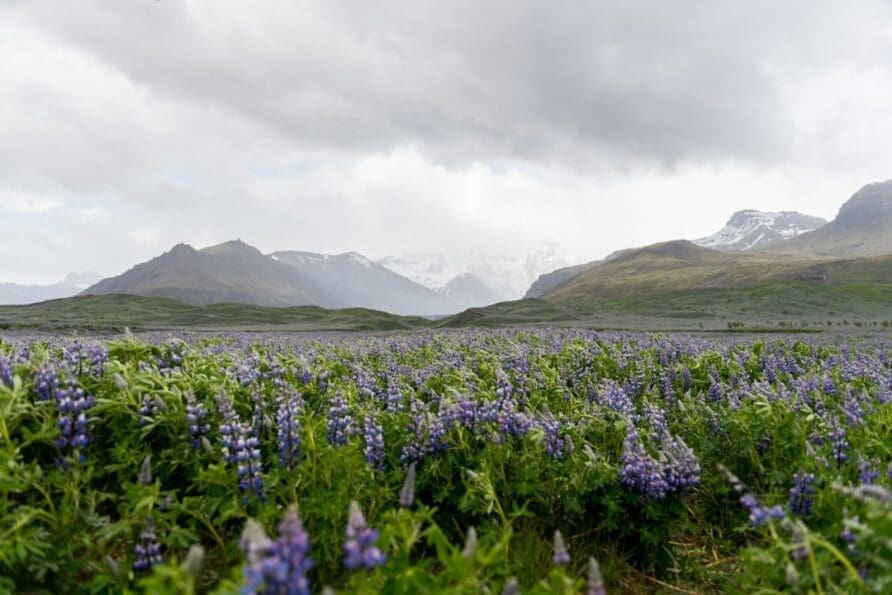 How to Find and Enjoy Iceland’s Best Local Cuisine and Delicacies