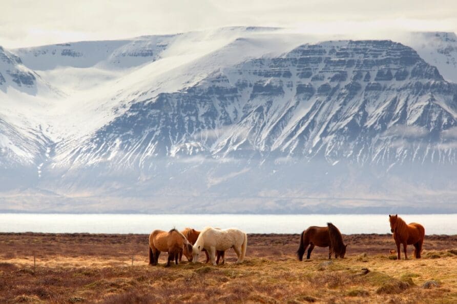 A Guide to Ice Cave Tours in South Iceland