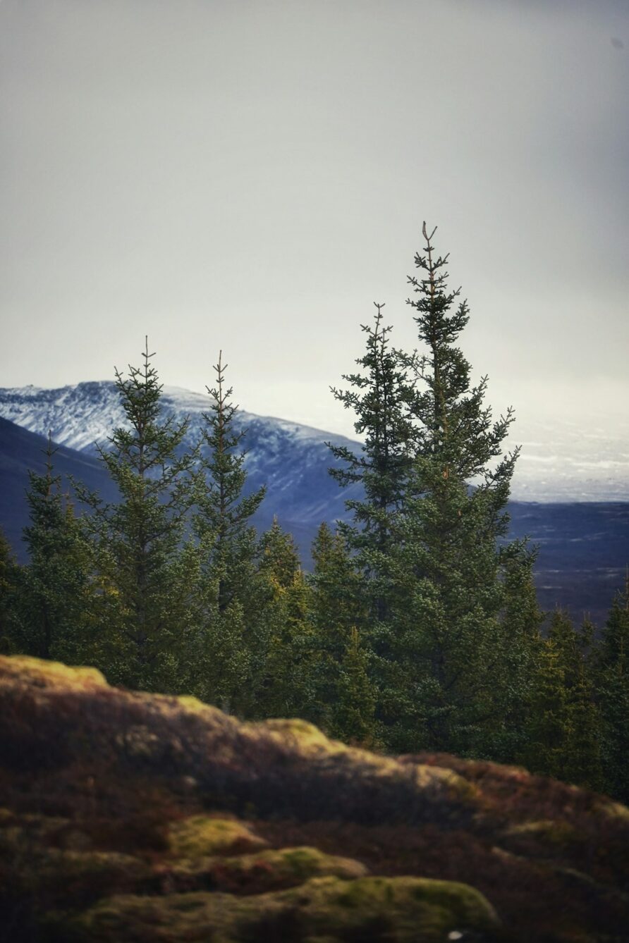 Dining in Iceland: What Travelers Should Know